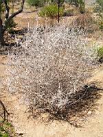 Germandree - Teucrium frutescents azureum (en Corse) (02) (Photo F. Mrugala)